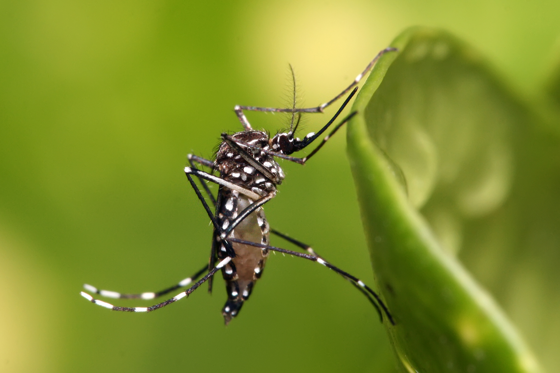 Κουνούπι Aedes aegypti — το παράσιτο που καταπολεμά το Faminos